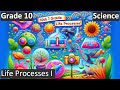 Photosynthesis and Nutrition Concepts