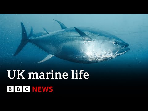 YouTube video thumbnail: Record Warm Seas Bring Extraordinary New Species to UK Waters
