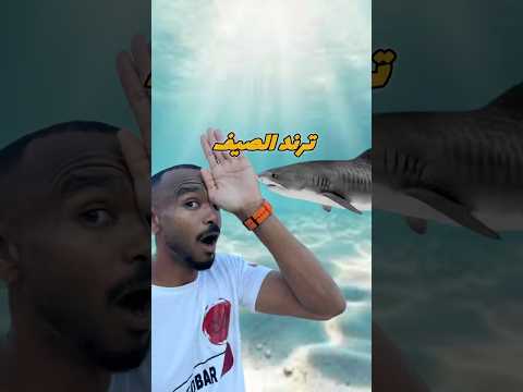 تخيل وانت فى البحر ينادوا ويقولوا قرش فى المياه ! 🤯 حتعمل ايه #غوص #diving #modrar #scubadiving