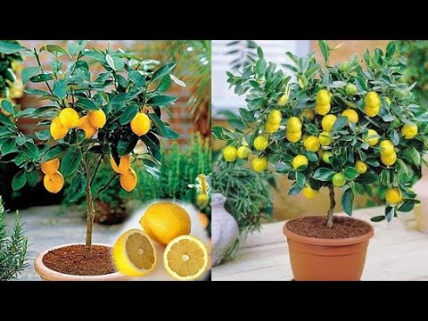 شجرة الليمون القزمي | شجرة تتحمل الحرارة |أشجار مثمرة