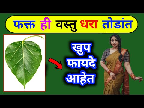 Peepal Tree Benefits: शरीरातील अनेक समस्यांवर गुणकारी आहे पिंपळाचं झाड