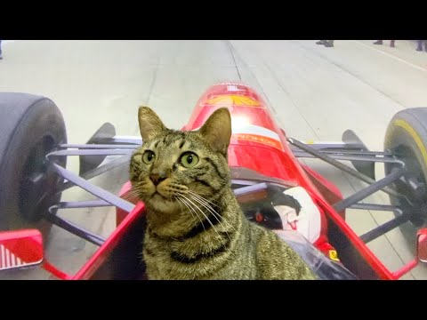 猫を初めてF1に乗せてみた