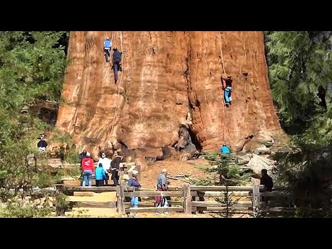 The Biggest Tree On Earth Is Bigger Than You'd Imagine