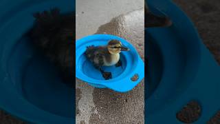 Man Finds Tiny Duckling Alone In 90-Degree Heat And Saves His Life | The Dodo