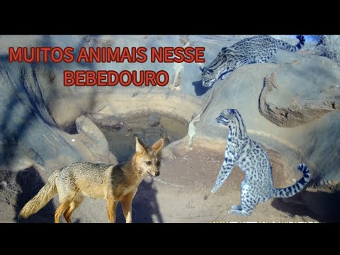 GATO MARACAJÁ RAPOSAS E VÁRIOS PÁSSAROS