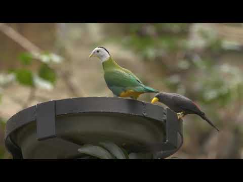 Bird Sounds With Mn Zoo And Mn Orchestra Second Saturdays