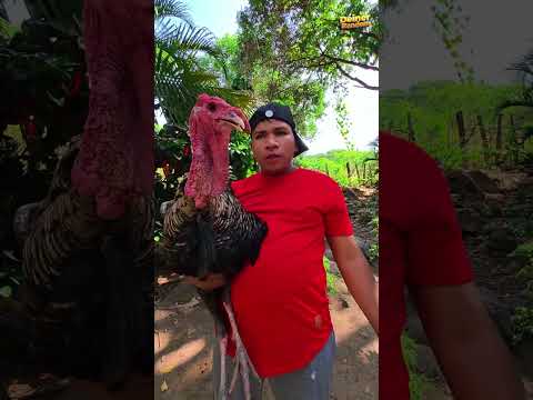 eso no es un gallo #shorts #comedia #humor