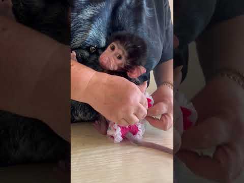 #shorts Если бы человеческие мамы делали как гамадрилы, то ничего бы с детьми не случалось)))