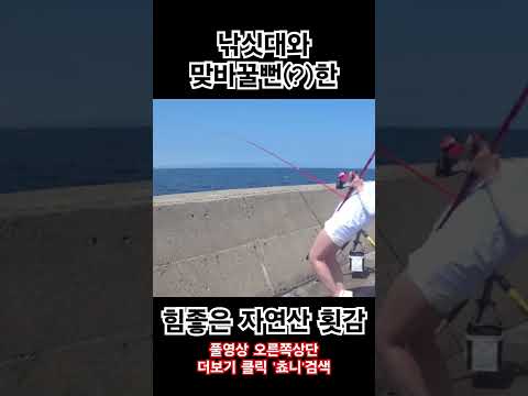초릿대와 맞바꿔도 아깝지 않은 자연산 횟감 #안부러졌지 #돔낚시 #원투 #낚시 #원투낚시 #제주도 #fishing #fishingvideo #fishinglife #쵸니