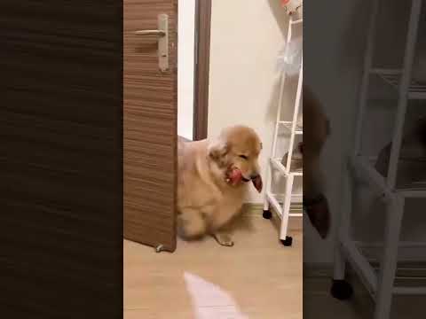 Golden Retriever Give Food for Puppies #shorts #dogs