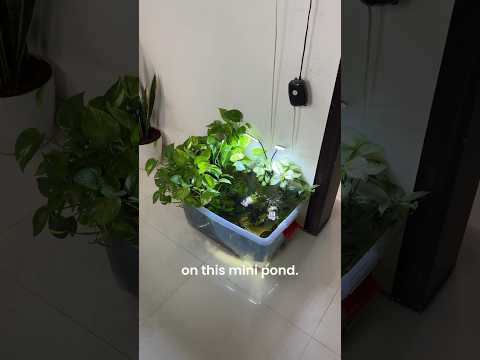 Zero Water Change Mini Pond💧🌱 #aquarium #fish #pond #pets