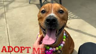 COCO 250021/GOOD GIRL/ADOPTABLE DOG/NYCACC/SIACC