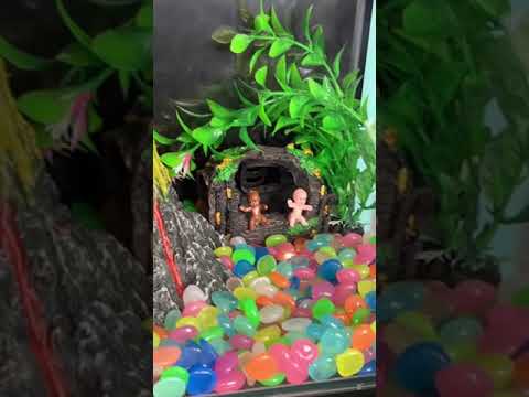 Who’s ready to grow some water growing creature?! 🐸💦 #watertoy #grow #growtoy
