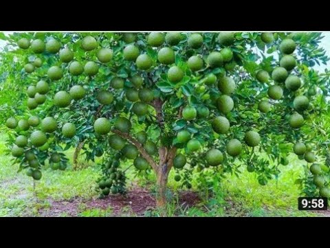 Fiz minha PLANTA TOMBAR de FRUTOS quando usei esse ADUBO (adubo que você tem em casa)