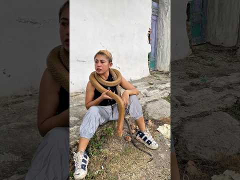 Vebby Suruh King Cobra Buat Nyari Cemong! #shortvideo #shorts #snake