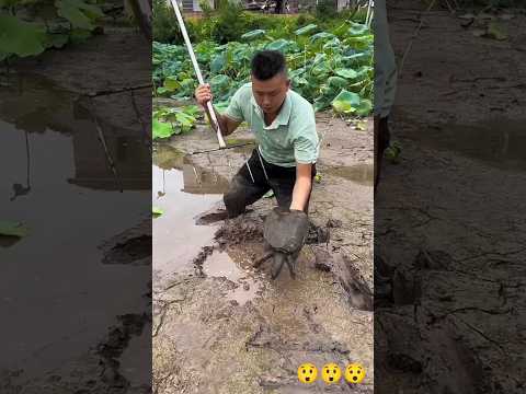 Hey Raju, what are you doing in the mud like that?#shorts #viralshorts