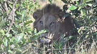MOPANI AREA Two male lions walking past antelopes in Kruger National Park @PKSafaris