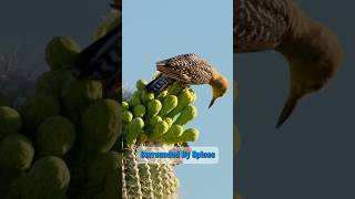 This Bird Chose the Most Dangerous Nest Possible #Bird #Nesting #WildlifeFacts #cactusplant #cactus