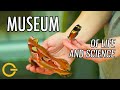 Exploring the Museum of Life and Science