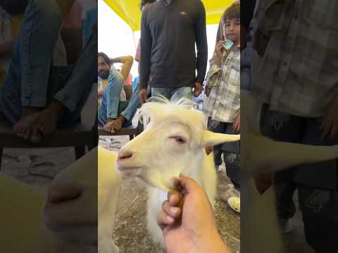 Khubsurat bakra 😍 #bakraeid #qurbanistatus #trending #bakramandi