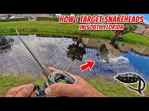 South Florida Snakehead & Bass Fishing