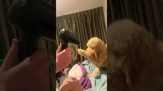 Bear loves the hairdryer 😂