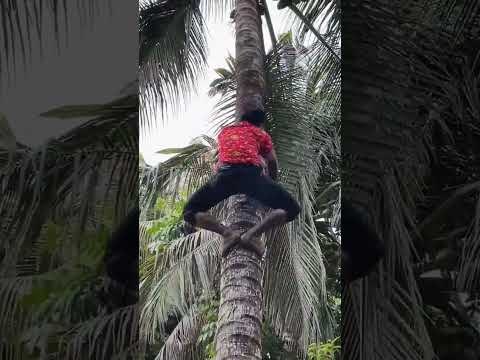 āĻŽāĻžāϤā§āϰ 12 āϏā§āĻā§āύā§āĻĄā§āϰ āύāĻžāϰāĻŋāĻā§āϞ āĻāĻžāĻā§āϰ āĻā§āĻĄāĻŧāĻž āĻĨā§āĻā§ āύāĻžāĻŽāϞ #viral