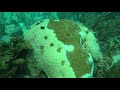 Coral Health and Restoration Challenges