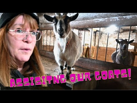 ASSISITNG our GOATS while they deliver their BABIES?