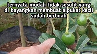 baru percaya setelah nonton cara ini.!! ternyata bener stek alpukat bisa.!!!!