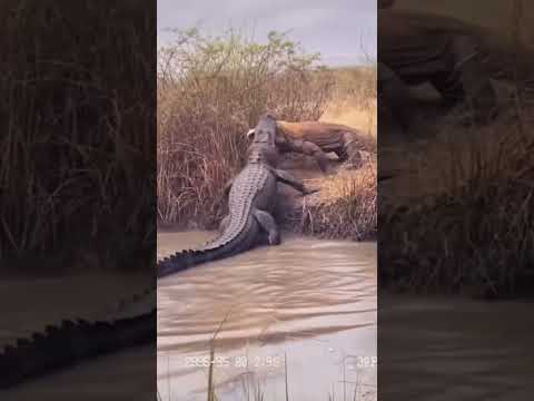 American Alligator vs Komodo Dragon #wildlife #animals #shorts