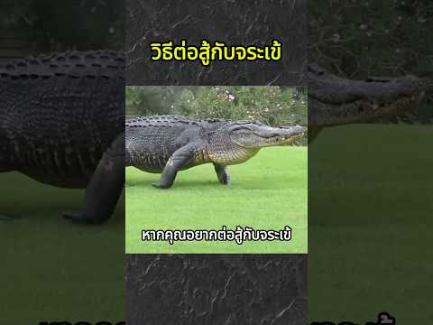 วิธีต่อสู้กับจระเข้
