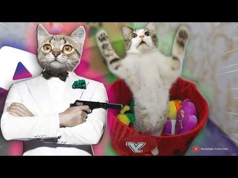 Cute Kittens Playing Together – Too Cute! Simba VS Shera