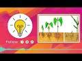 Seed Structure and Germination Concepts