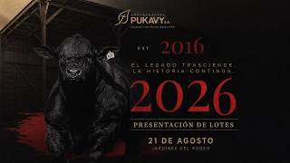 EN VIVO | Presentación de lotes - Agroganadera Pukavy • El Rodeo