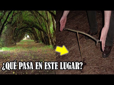 En este Bosque Suceden Cosas Extrañas que NADIE Puede Explicar