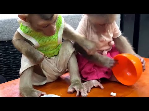 Monkey Bryyan and icy play game with mummy