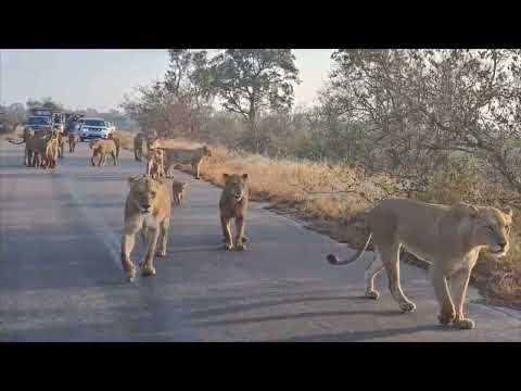 Lionesses and Cubs Stroll Past Safari Cars