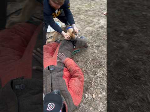 Watch This Bullherder do BITEWORK ? Caution #k9 #bitework #mandown #legbite