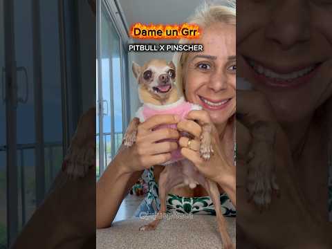 PINSCHER X PITBULL #pets #cachorro #pinscher #pitbull #chihuahua
