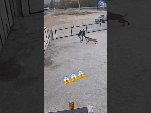 He have Lucky friend Kangal Dog ATTACKS ON MAN Extreme Warning! | Next2Wild