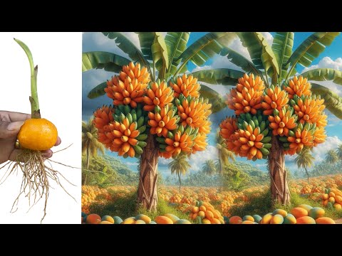 Tips to use Orange fruit for growing Banana | Amazing Tips to Planting Banana