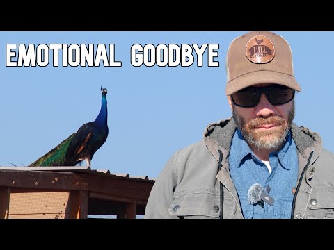 Our Peacock's Unexpected Death