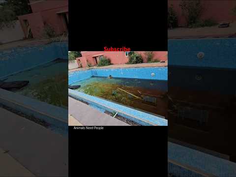 Kaalu Or Roxi | Swimming Pool Me Kudh Gyi #streetdog #labrador #pets #animals #dog #shorts #funny