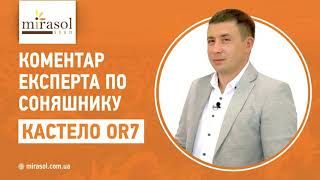 ГІБРИД СОНЯШНИКУ КАСТЕЛО OR7 - КОМЕНТАР ЕКСПЕРТА
