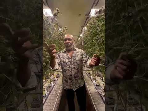 Champ Approved🌱/ Одобрено чемпионом🥊