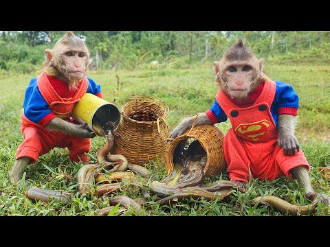 Monkey baby BonBO goes MUDEELs Hunting Colorful Carp Fish,Catch Cute Chick,eels in GIANT Rainbocorns