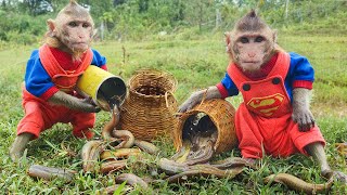 Monkey baby BonBO goes MUDEELs Hunting Colorful Carp Fish,Catch Cute Chick,eels in GIANT Rainbocorns