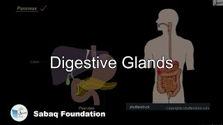 Digestive Glands
