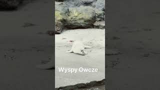 Wyspy Owcze